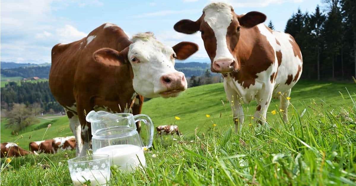 Milch ist gesund…oder?