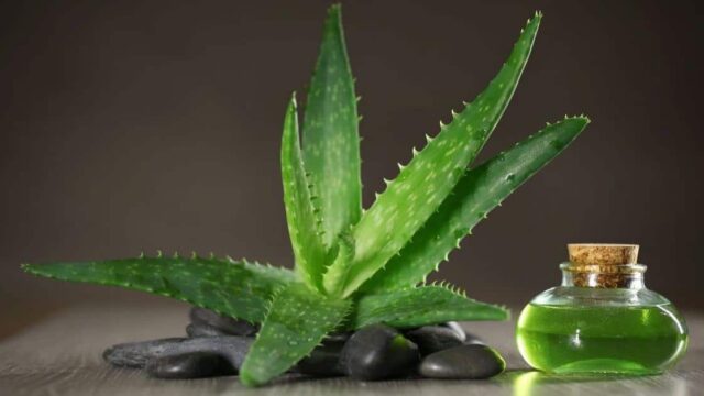 Aloe vera war für die alten Ägypter die »Pflanze der Unsterblichkeit«