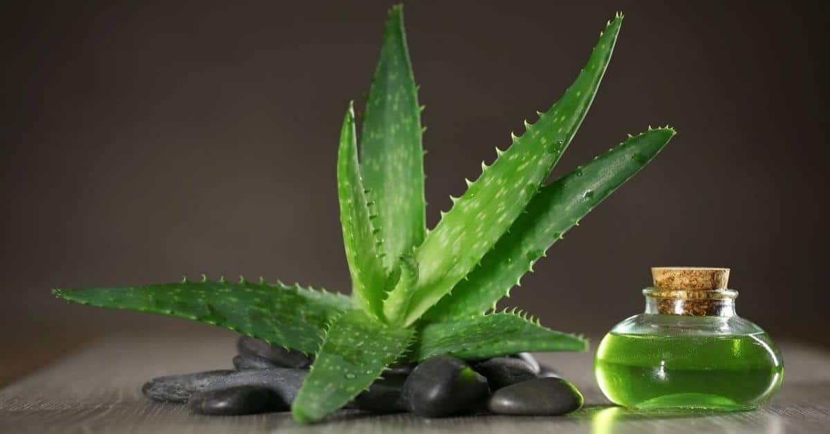 Aloe vera war für die alten Ägypter die »Pflanze der Unsterblichkeit«