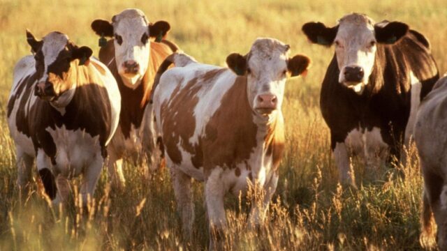 Über Deutschland lacht die ganze Welt: Bauer muss GEZ-Gebühren für seine Kühe zahlen