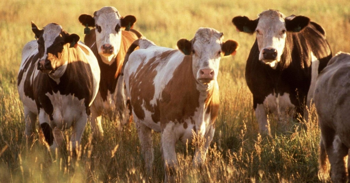 Über Deutschland lacht die ganze Welt: Bauer muss GEZ-Gebühren für seine Kühe zahlen