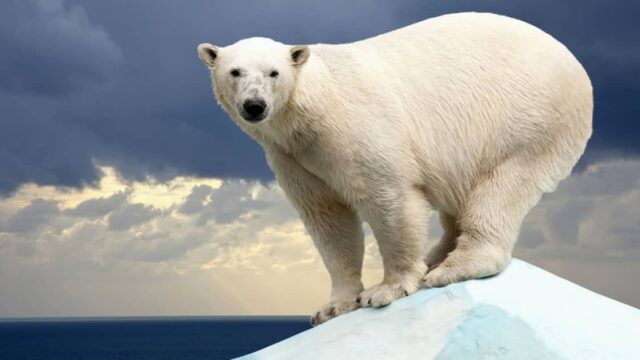 Keine Katastrophe in Sicht: Die Jahrhundertlüge vom menschengemachten Klimawandel