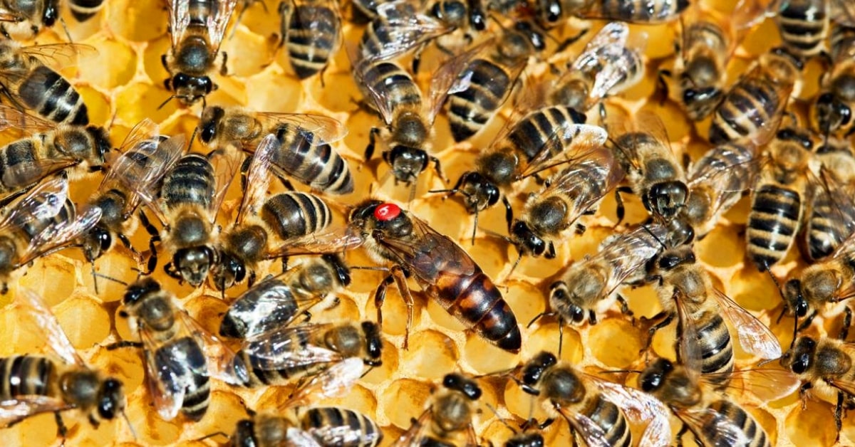 Pharma-Mafia für Bienensterben verantwortlich: Bayer AG stellt »Verhütungsmittel« für Bienen her