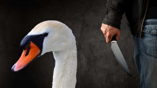 Pforzheim: Nach Nafri-Ankündigung „Schwan zu schlachten“ – Tier ohne Kopf aufgefunden