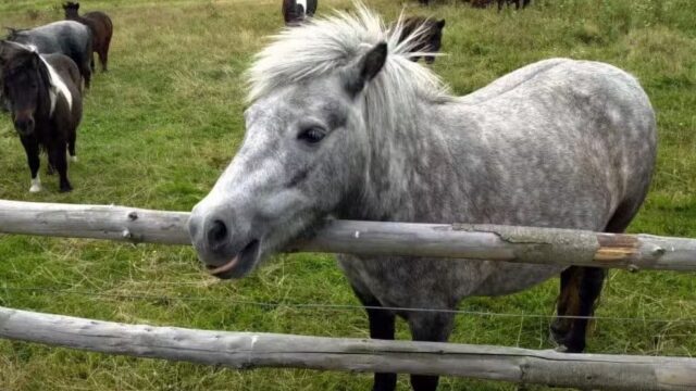 Berlin: Syrer vergewaltigt Pony im Kinderzoo