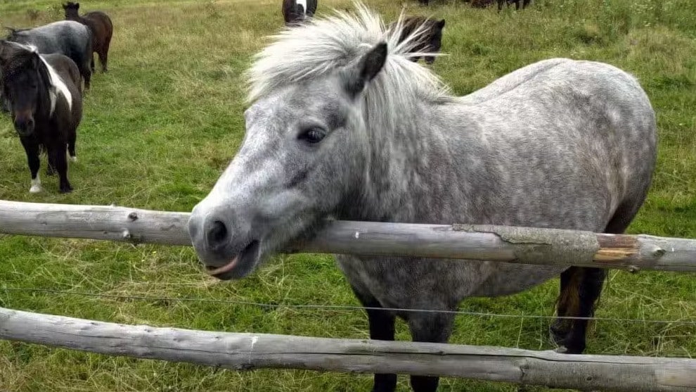 Berlin: Syrer vergewaltigt Pony im Kinderzoo