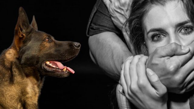 Dortmund: Schäferhund stellt drei Asylbewerber nach massiven sexuellen Übergriff auf Frauen