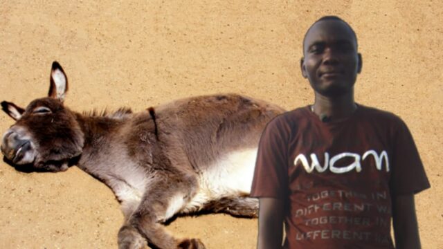 Einfach angebunden und missbraucht: Afrikaner vergewaltigt Esel bis zum Tod