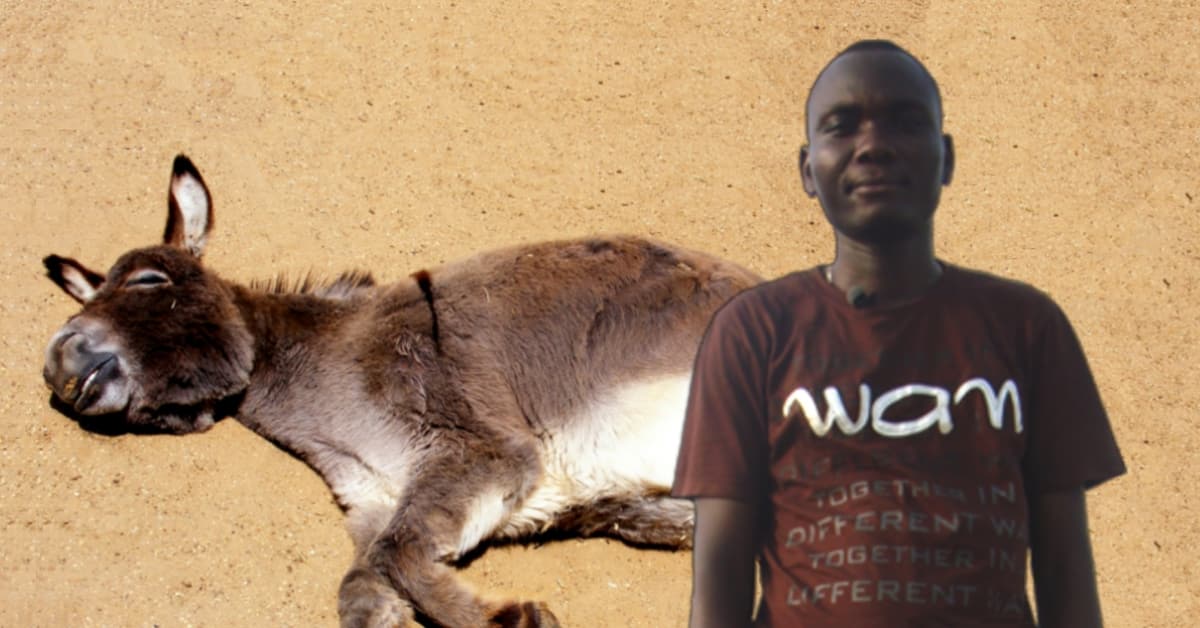 Einfach angebunden und missbraucht: Afrikaner vergewaltigt Esel bis zum Tod