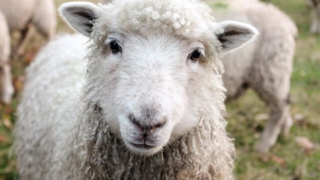 Gera: 21-jähriger Syrer köpft drei Schafe im Hausflur - Nachbarn mussten Bluttat mitansehen