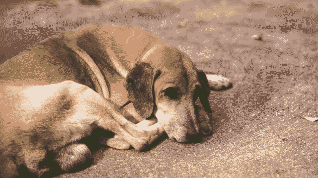 Beine zusammengebunden und vergewaltigt: Vier Männer missbrauchen wehrlosen Hund