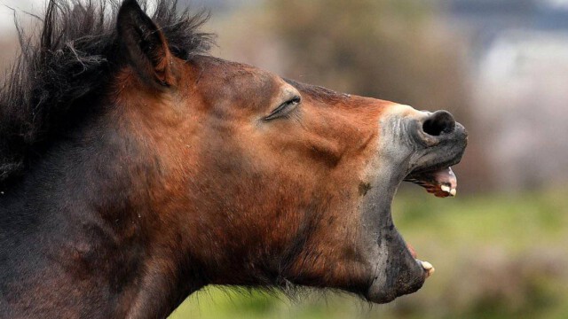 Pony brutal vergewaltigt und zu Tode stranguliert – Bestialische Bereicherung in Flörsheim (Hessen)