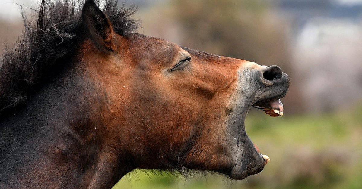 Pony brutal vergewaltigt und zu Tode stranguliert – Bestialische Bereicherung in Flörsheim (Hessen)