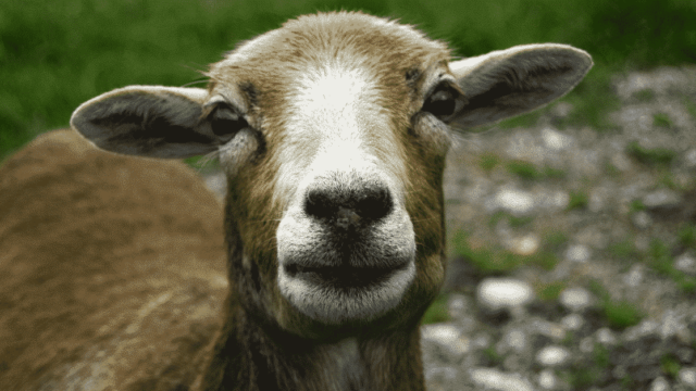 Brutales Tötungsritual: „Unbekannte“ köpfen Schaf in Thüringen – Spur führt ins örtliche Asylheim