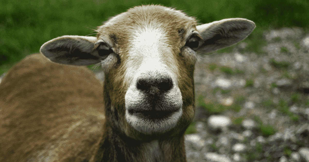 Brutales Tötungsritual: „Unbekannte“ köpfen Schaf in Thüringen – Spur führt ins örtliche Asylheim