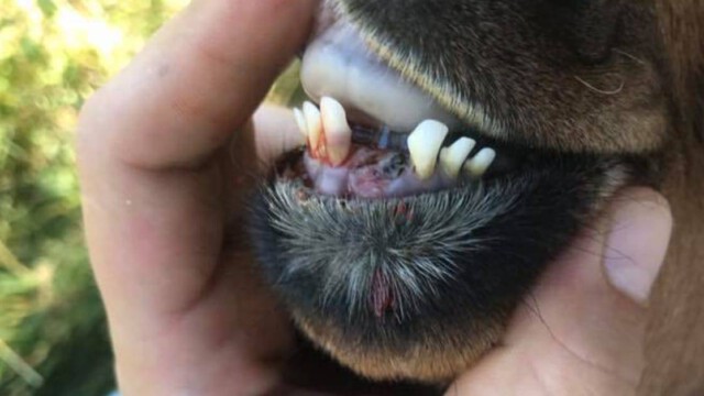 Zähne ausgeschlagen und zum Oralverkehr gezwungen: Ziege wird Opfer von Tierquälern