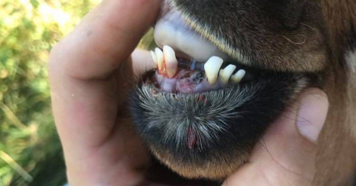 Zähne ausgeschlagen und zum Oralverkehr gezwungen: Ziege wird Opfer von Tierquälern