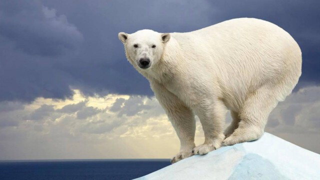 Geburtenexplosion bei Eisbären: Professorin widerlegt Klimawandel und fliegt von Uni