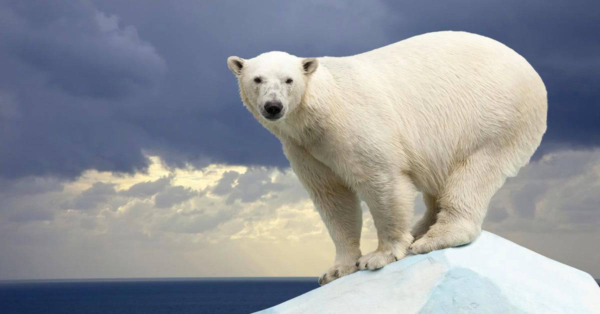 Geburtenexplosion bei Eisbären: Professorin widerlegt Klimawandel und fliegt von Uni