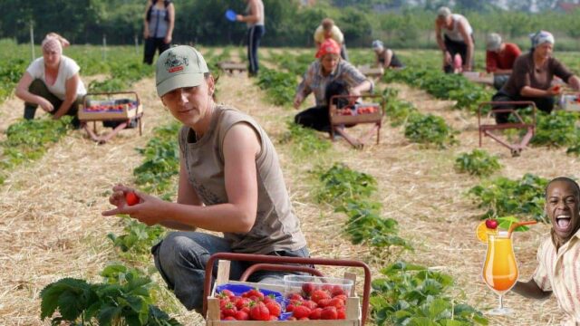 Erntehelfer gesucht - Flüchtlingsrat rastet aus: Asylbewerber haben hier nicht zu arbeiten!