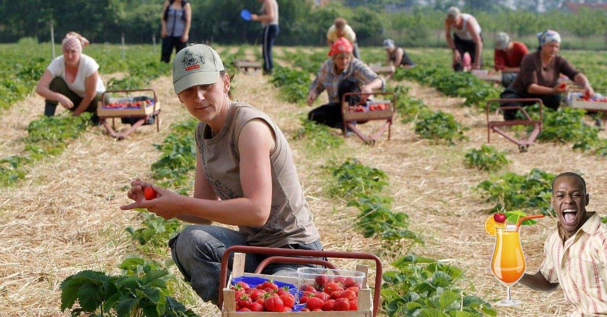 Erntehelfer gesucht - Flüchtlingsrat rastet aus: Asylbewerber haben hier nicht zu arbeiten!