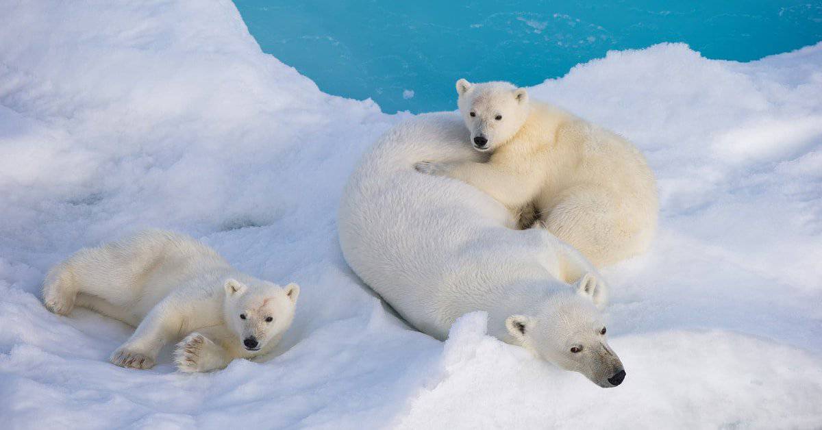 Linksgrüne Klima-Lüge aufgeflogen: Wir steuern in Wahrheit auf eine neue Eiszeit zu