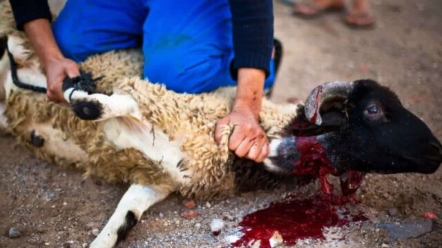 Schafe grausam geschächtet: Türke verübt bestialisches Mordritual mitten in Wohnsiedlung