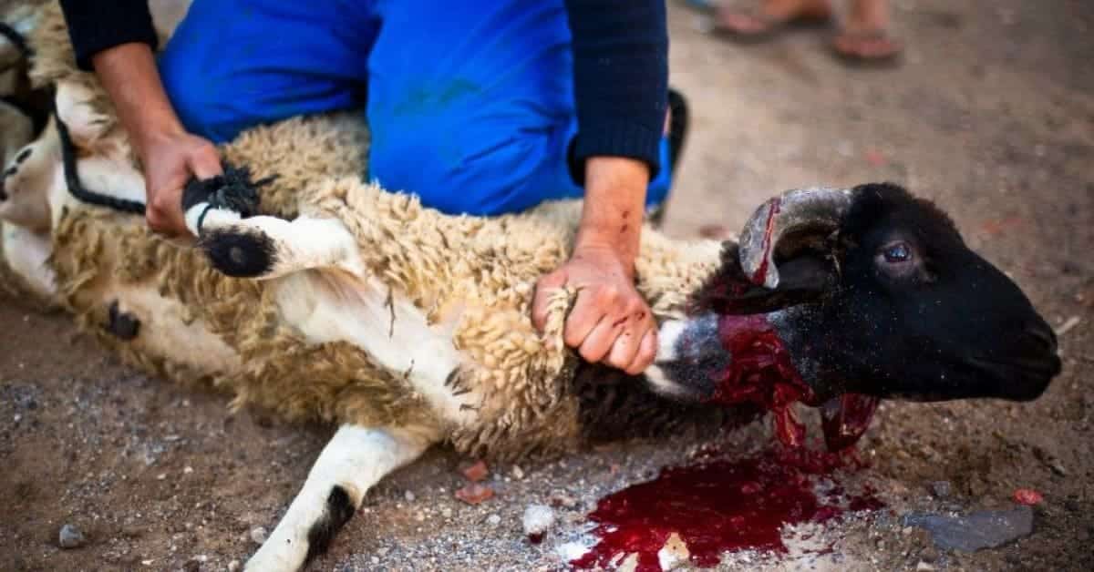 Schafe grausam geschächtet: Türke verübt bestialisches Mordritual mitten in Wohnsiedlung