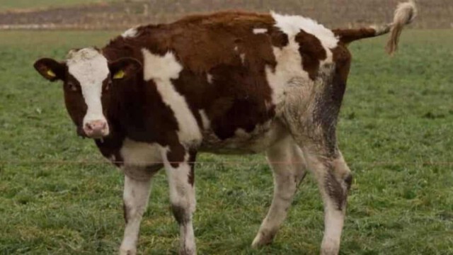 Sauerei auf Bauernhof: Moslem aus dem Kosovo hatte drei Mal Sex mit einem Rind