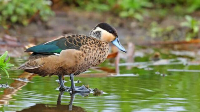 Rassismusverdacht: Ornithologen-Gesellschaft will Vogelnamen ändern