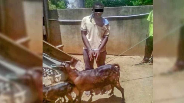 Erschreckender Sodomie-Fall: Afrikaner vergewaltigt Ziege – die Begründung des Täters ist unfassbar
