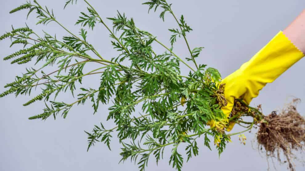 Superkraut zum Selberpflücken: Artemisia Annua – einjähriger Beifuß als Corona-Heilmittel