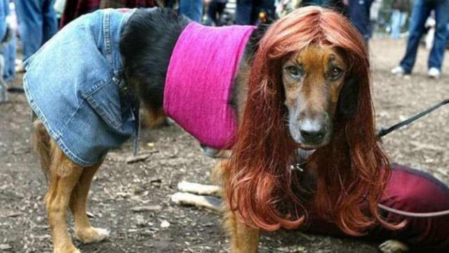 Sex mit Tieren: Zoophilie soll „enttabuisiert” werden