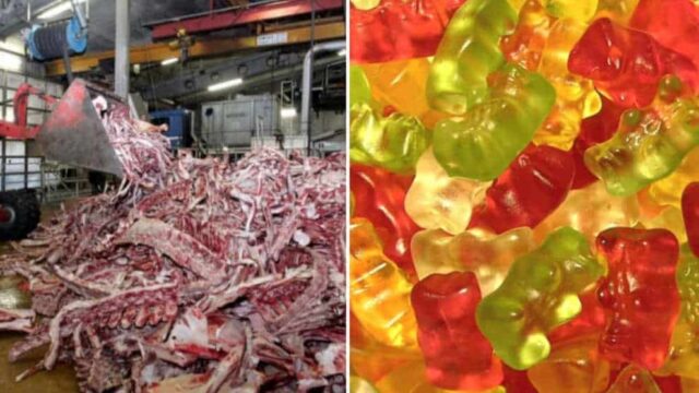 Hiernach essen Sie nie wieder Gummibärchen – ohne an diese Bilder zu denken