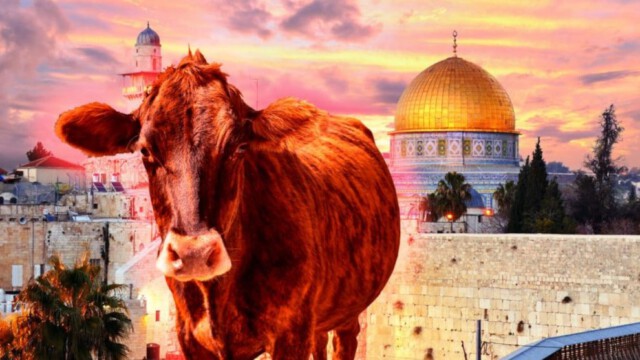Israels rote Kuh: Countdown für Armageddon?