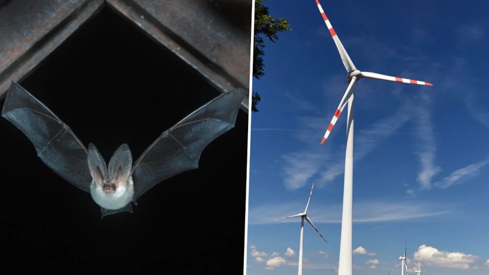 Radikale Energiewende: Grüne schreddern Hunderttausende Fledermäuse