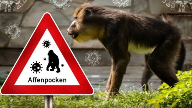 Kleines Affenpocken-Puzzle