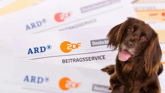 GEZ-Irrsinn: Jagdhund soll Rundfunkbeitrag zahlen