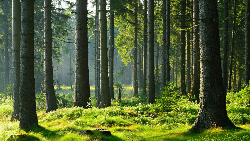 Irre: Jetzt soll auch noch der Wald klimaschädlich sein