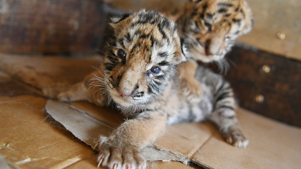 Amur-Tiger: Zoo Leipzig schläfert grundlos drei Jungtiere ein