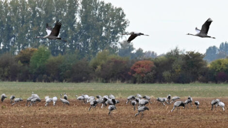 Tiervernichtung: Das Märchen von der Vogelgrippe-Pandemie 2 Tiervernichtung: Das Märchen von der Vogelgrippe-Pandemie