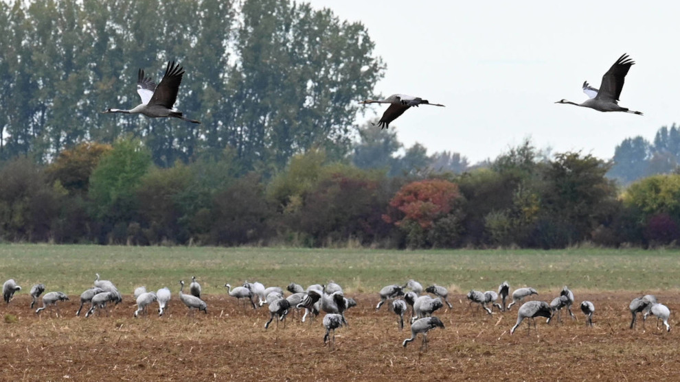 Tiervernichtung: Das Märchen von der Vogelgrippe-Pandemie 1 Tiervernichtung: Das Märchen von der Vogelgrippe-Pandemie