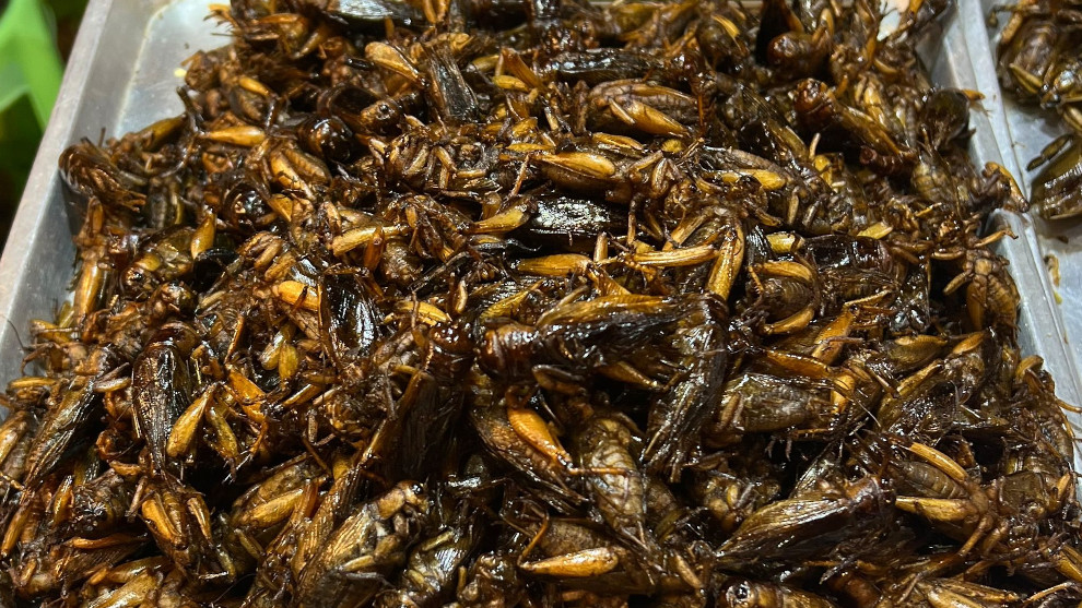 Insekten auf Teller: Marburg testet neues Speiseangebot