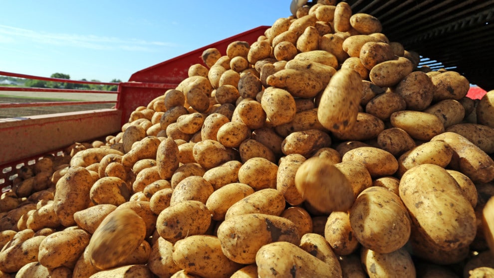 “Schweinezyklus”: Kartoffeln vernichten für die Rendite