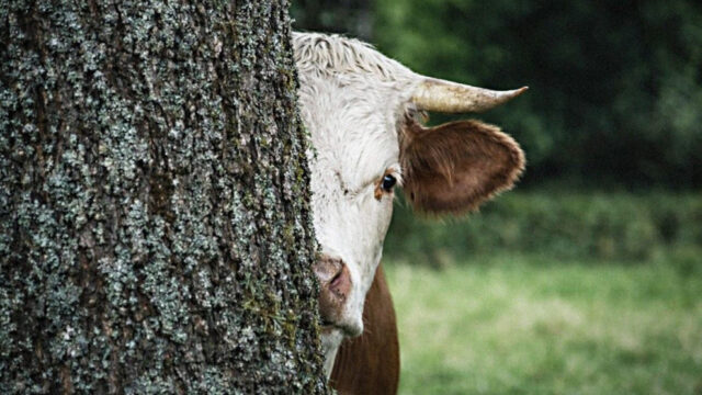 Kühe quälen für den Klimaschutz