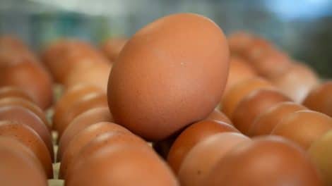 Antibiotika-Eier: Wie die Ukraine deutsche Verbraucher vergiftet