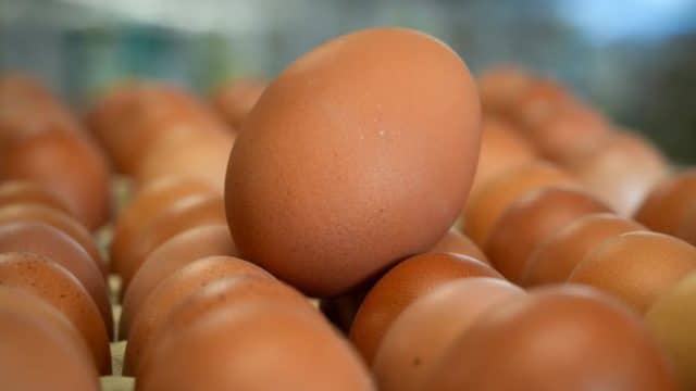 Antibiotika-Eier: Wie die Ukraine deutsche Verbraucher vergiftet