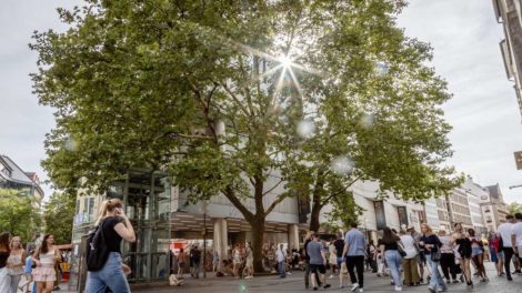 München: Luxus-Bäume für 2,3 Millionen Euro
