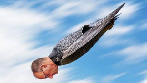 Ein Jahr Kanzler-Sturzflug